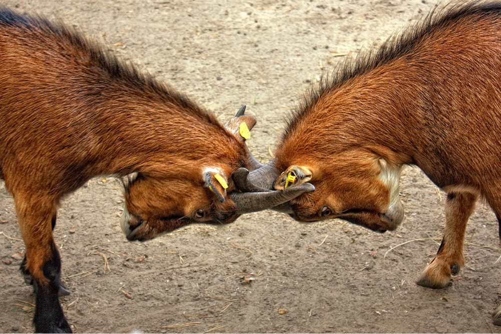image of 2 bulls locking horns ready to fight