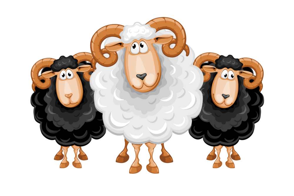 sheep following each other looking confused Social Proof: Lessons from Leadership, Product and agility training