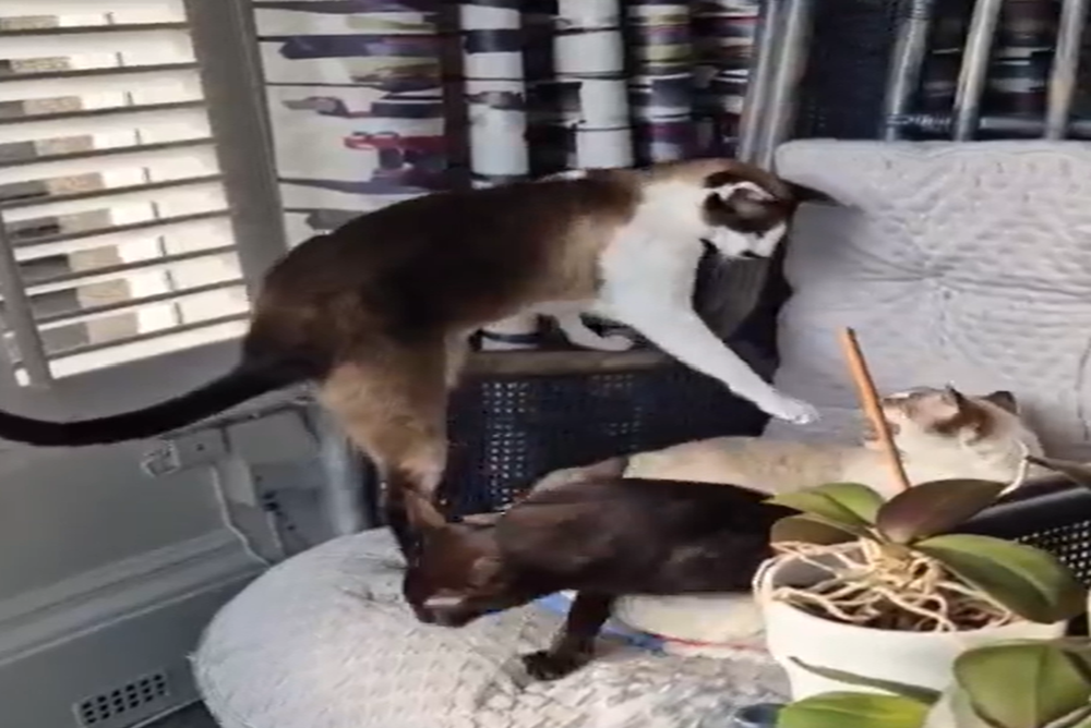 2 cats are fighting and the the other is fed up and walks away