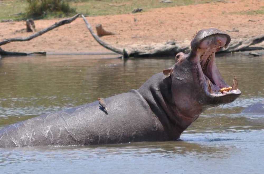 Hippo roaring and some facilitator tips to help you when encountering the hippo